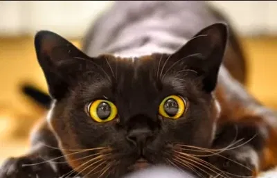 Avatar of  cat with plot armor