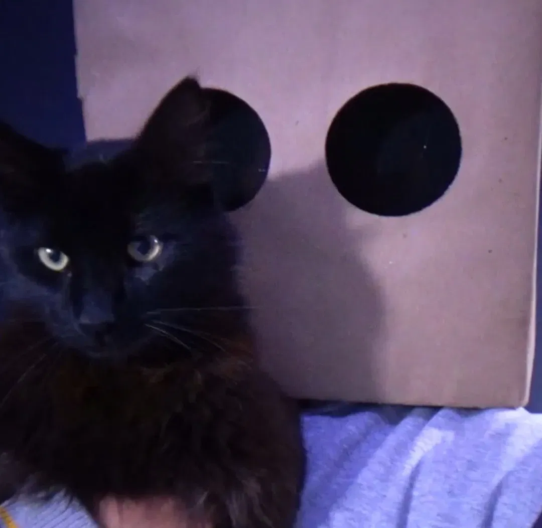 Avatar of Cartolobotico