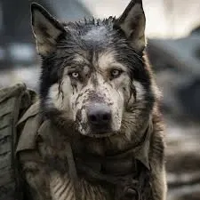Avatar of Malamute