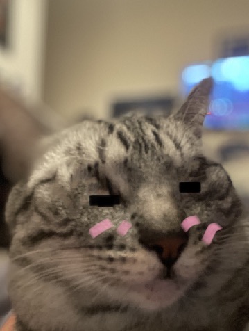 Avatar of cat