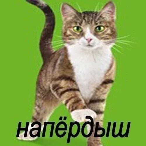 Avatar of тест написания ботов на русском (кот напёрдыш)