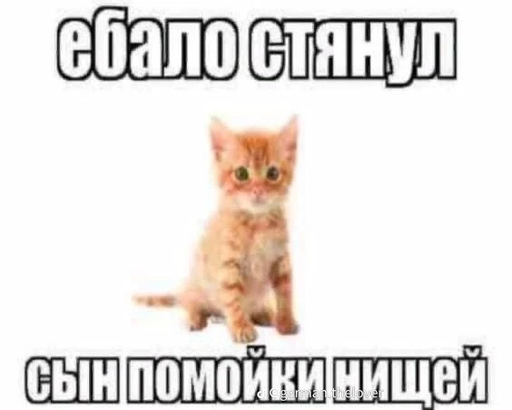 Avatar of cat