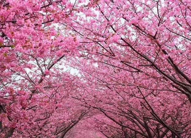 Avatar of A date under the cherry blossoms.