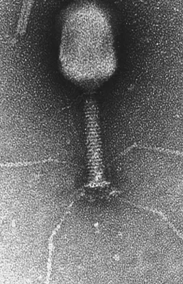 Avatar of Homophage