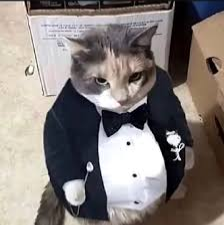 Avatar of Meow meow tux
