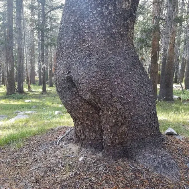 Avatar of You fucked a Tree, now the forest is sick