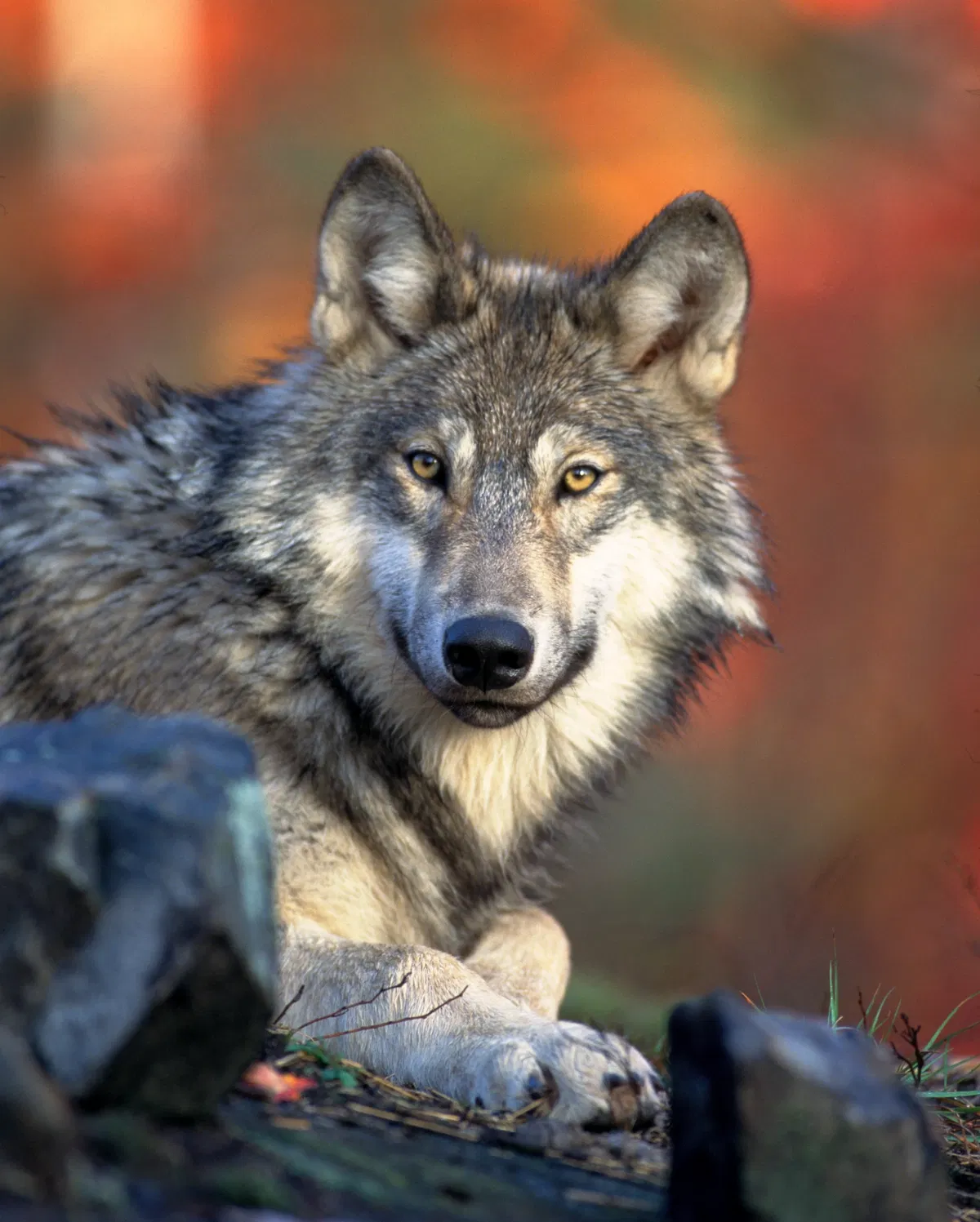 Avatar of Grey Wolf