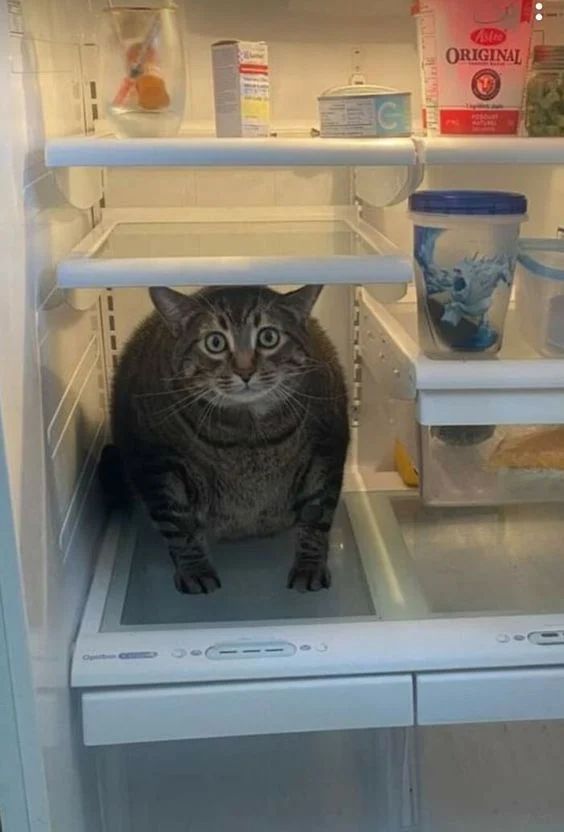 Avatar of Cat