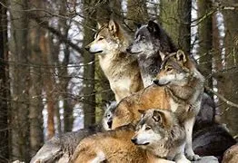 Avatar of your the alpha of a wolf pack