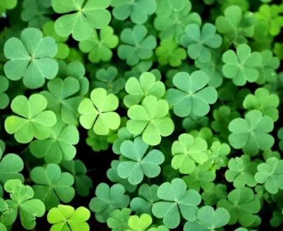Avatar of clover field series