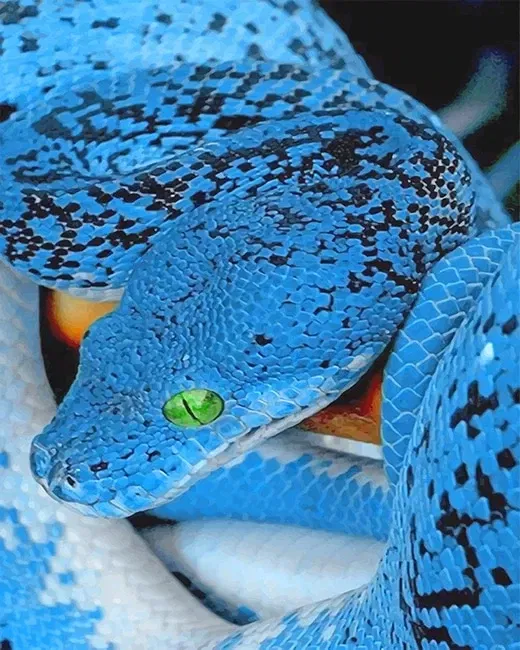 Avatar of Akhas The Hypnotic Python