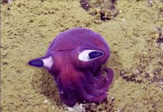 Avatar of Squib Gayson