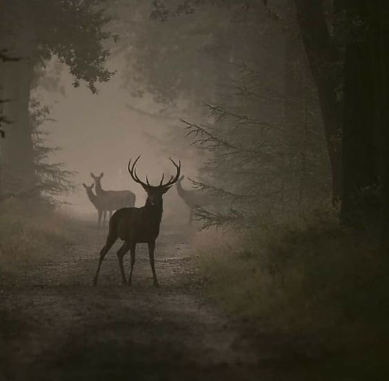 Avatar of Wild buck