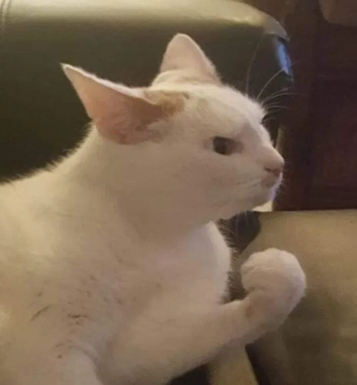Avatar of Very angry looking cat