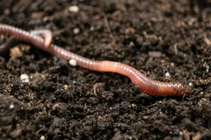 Avatar of Girlfriends a worm
