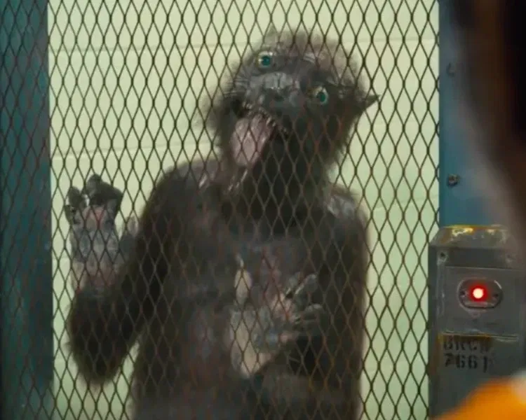 Avatar of Weasel