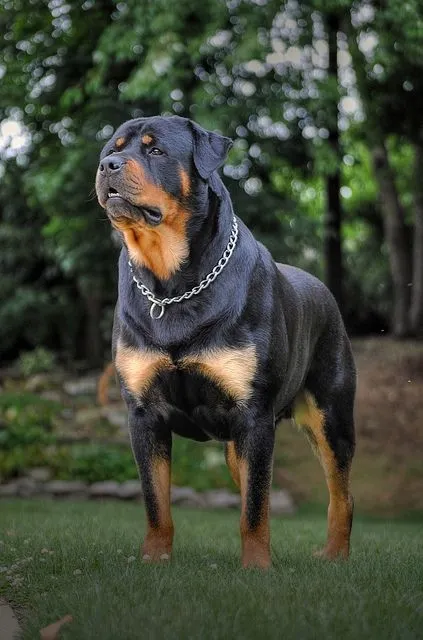 Avatar of Brutus