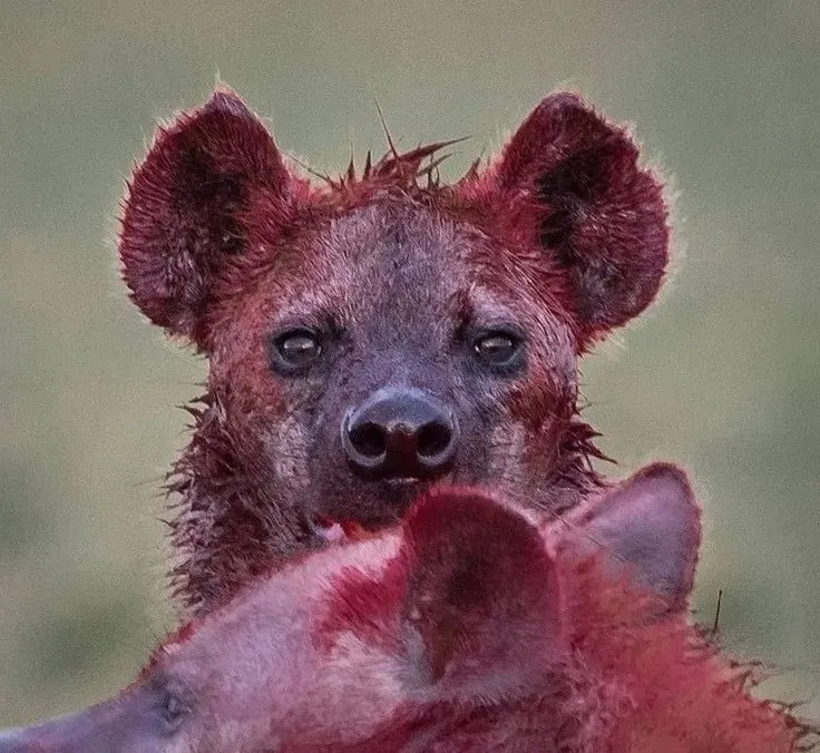 Avatar of The Hyena 