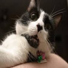Avatar of Cat.