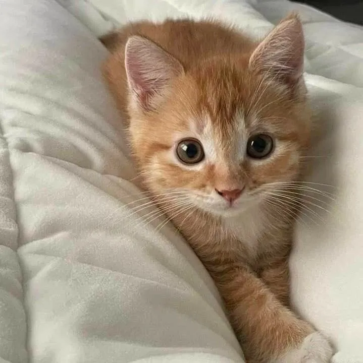Avatar of Biscuit
