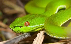 Avatar of green tree viper