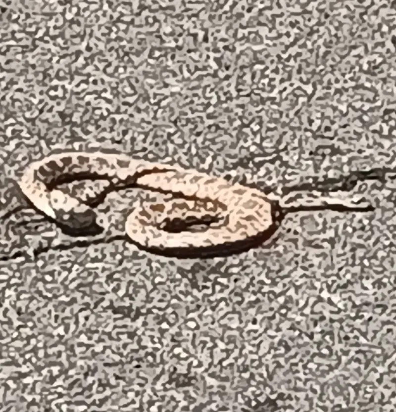 Avatar of Roadkill Snake