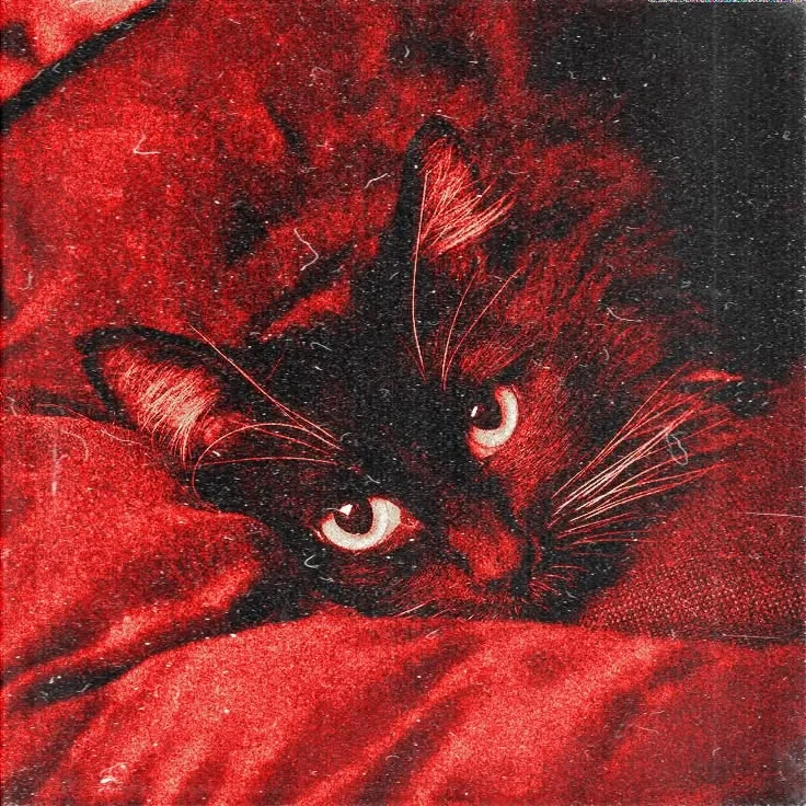 Avatar of kitty
