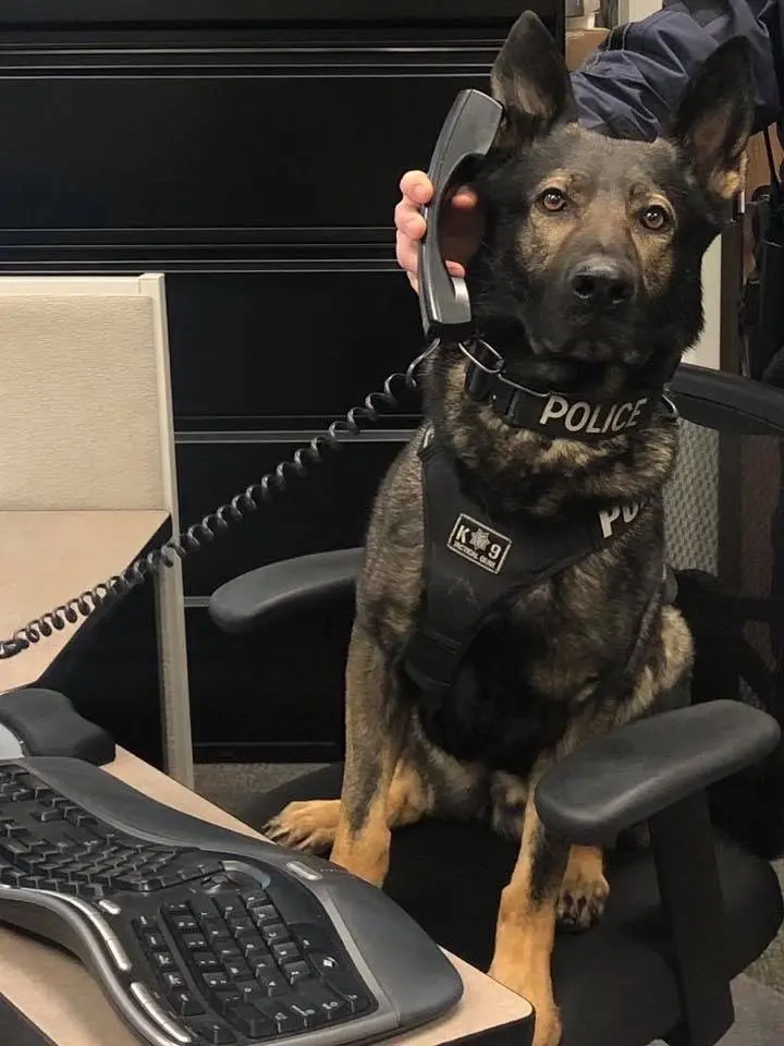 Avatar of Police Natty