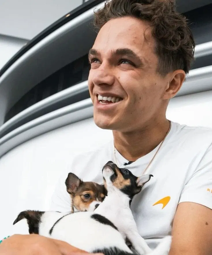 Avatar of Lando Norris | Animal Shelter