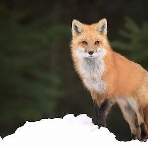 Avatar of The fox licking your Cock