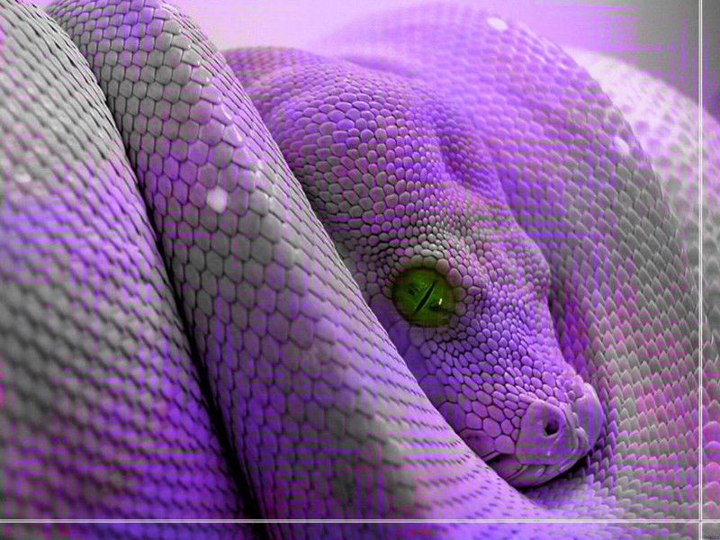 Avatar of Naga Deity! Donnie