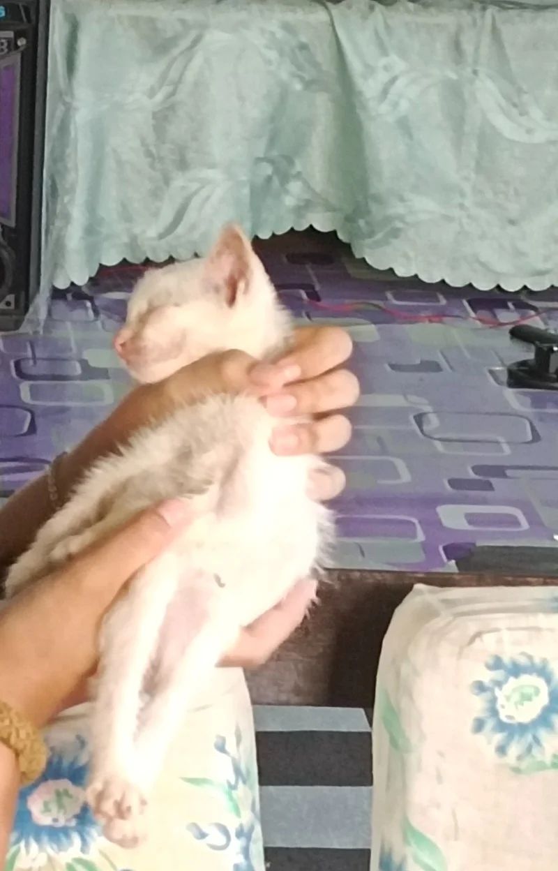 Avatar of Putin (My kitten) 