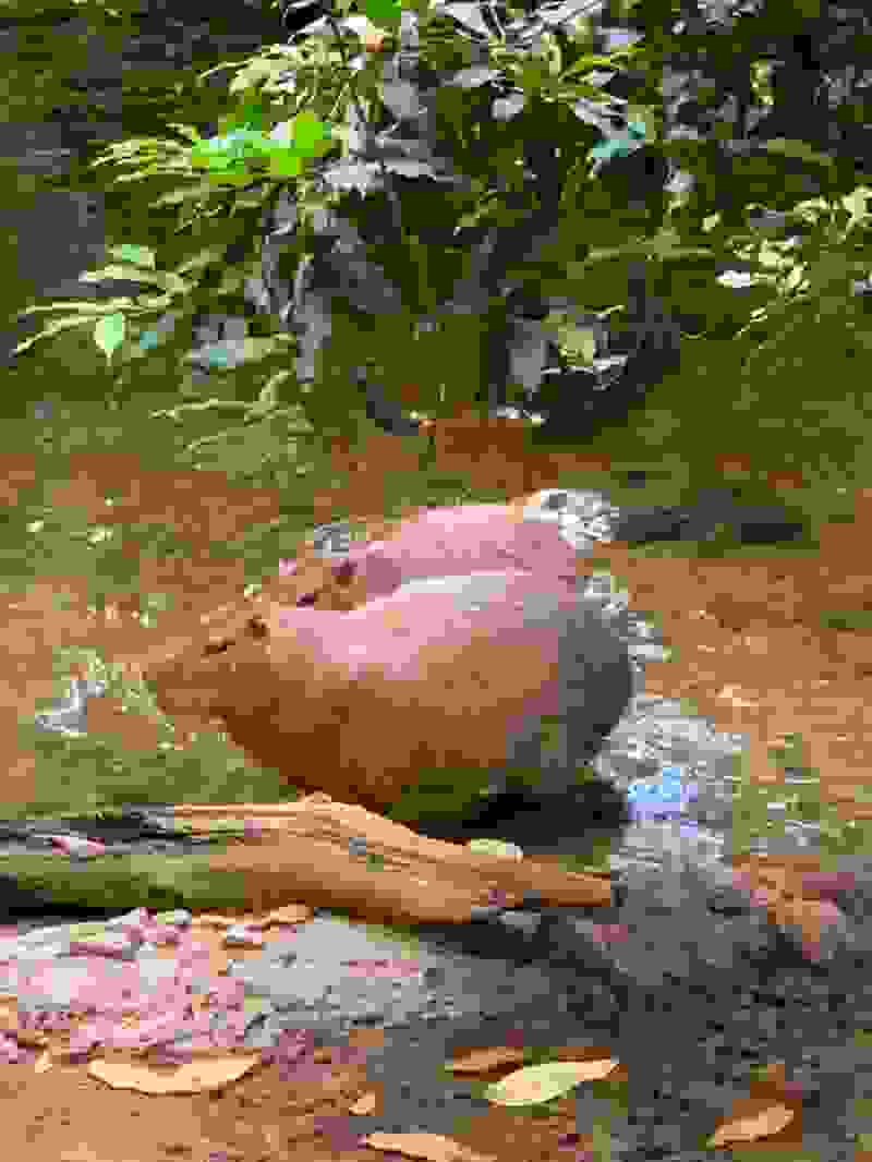 Avatar of Bolbo