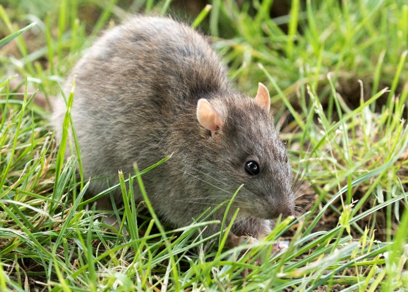 Avatar of Nice rat