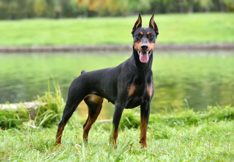 Avatar of Doberman