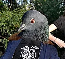 Avatar of Pidgeonstool
