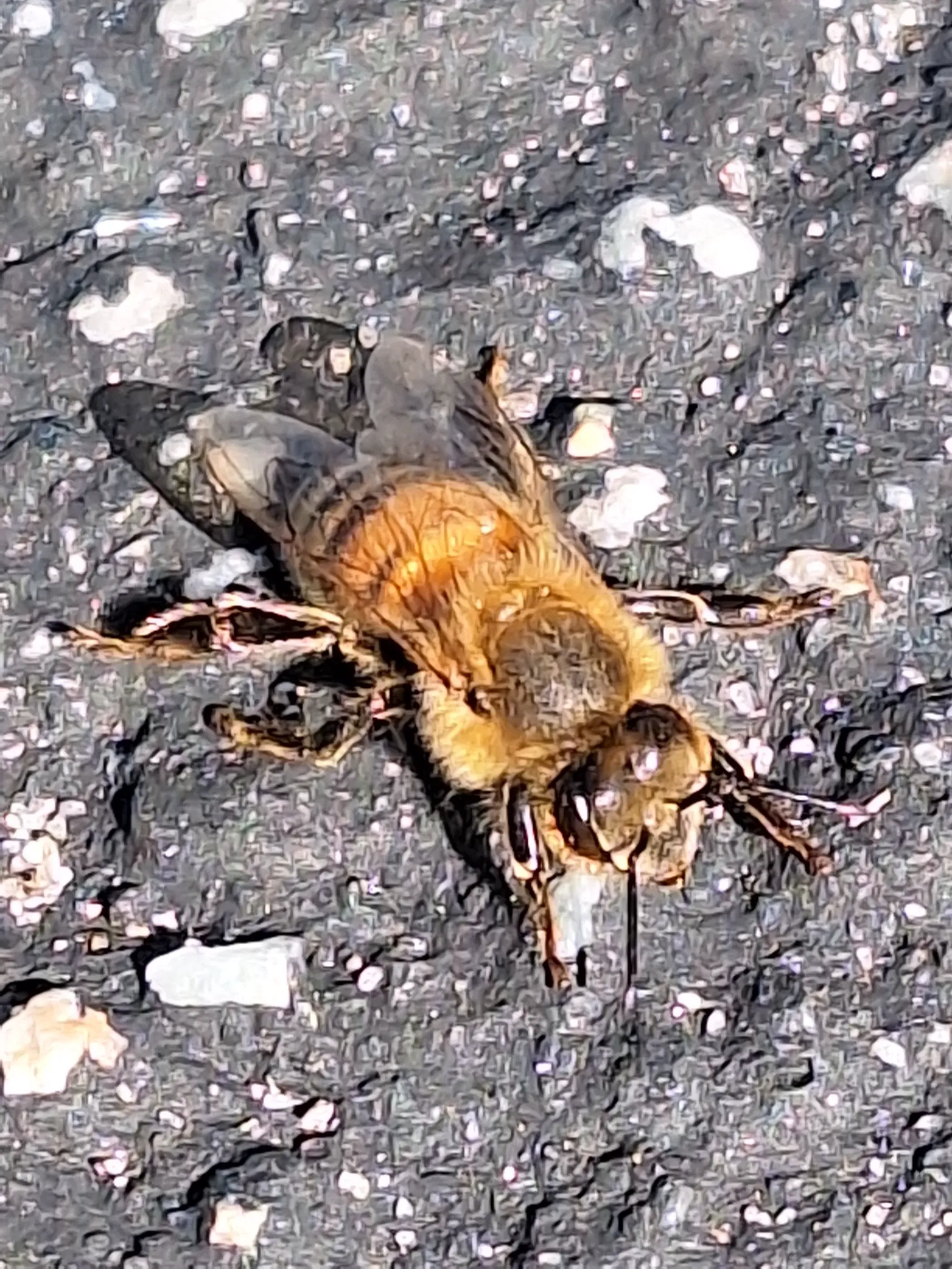 Avatar of Just...a bee