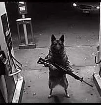 Avatar of Dog with a gun