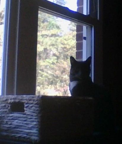 Avatar of Cat