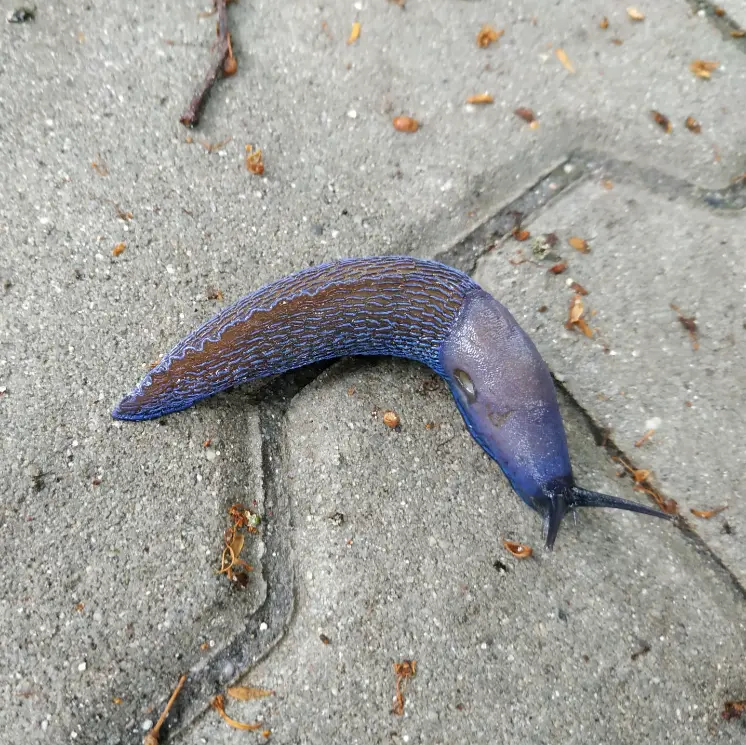 Avatar of Possessor Slug