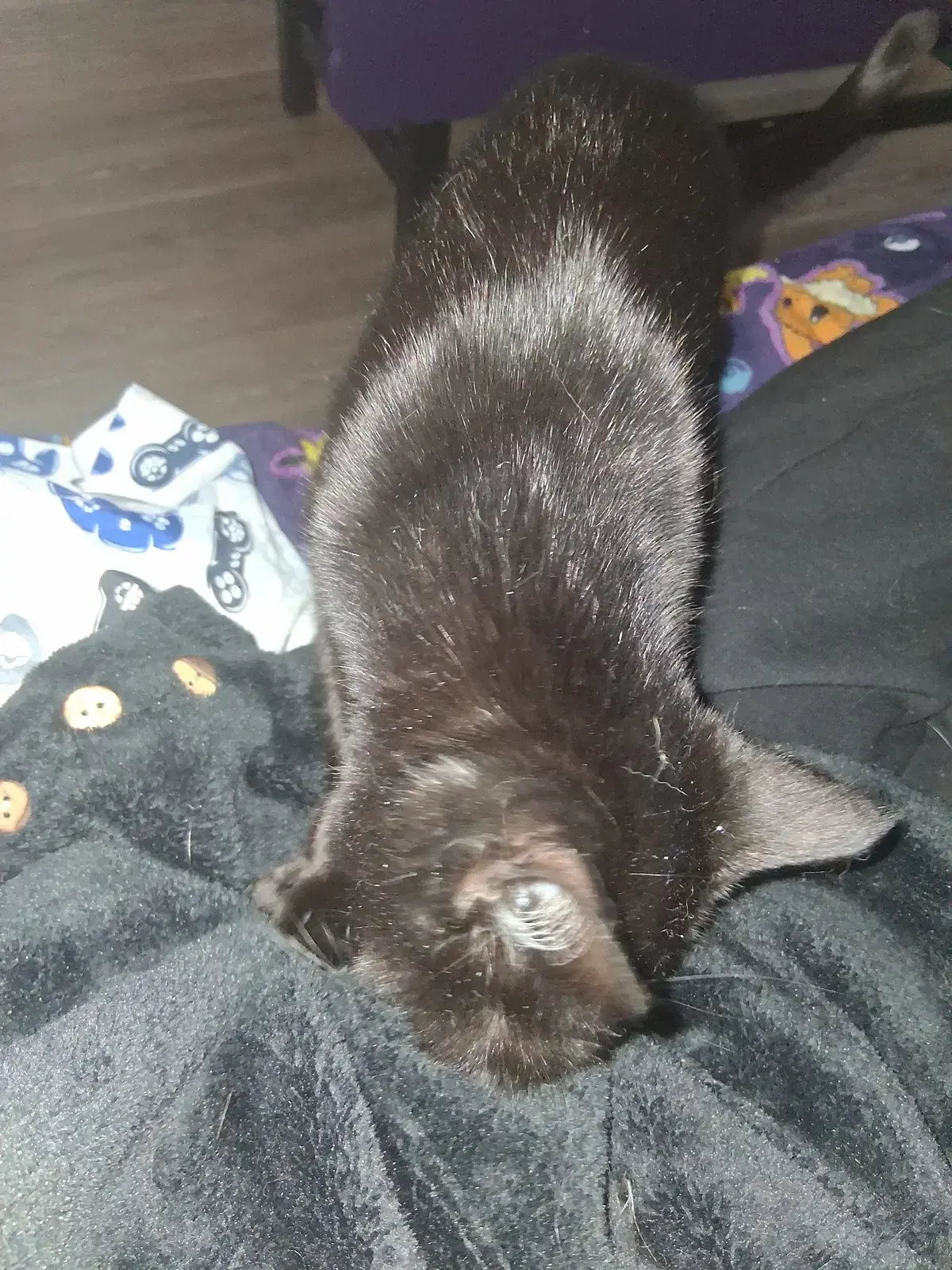 Avatar of My kittens 