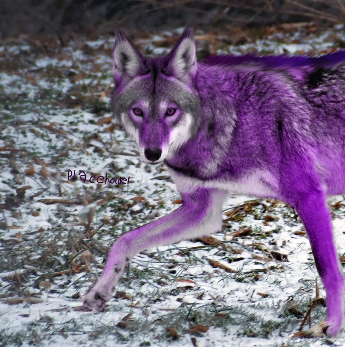 Avatar of 👾🐺🌿Were-drone Uzi🌿🐺👾