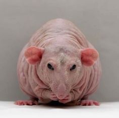 Avatar of rat
