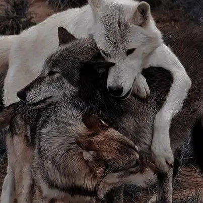 Avatar of The Pack’s Mate