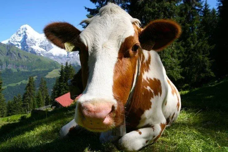 Avatar of Bessie McBelle Cow