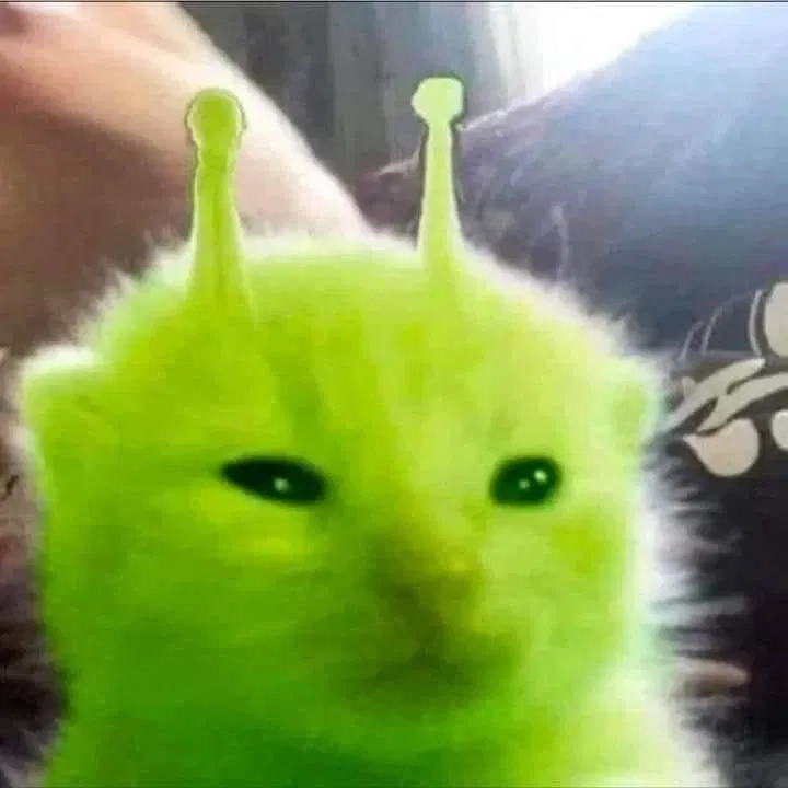 Avatar of meow