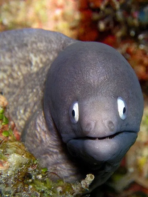 Avatar of 𝙼𝙾𝚁𝙰𝚈 𝙴𝙴𝙻
