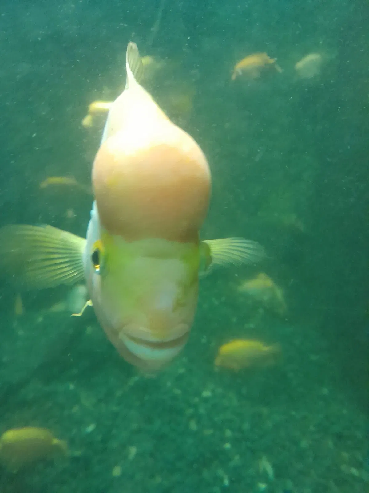 Avatar of Fish