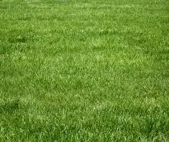 Avatar of Grass