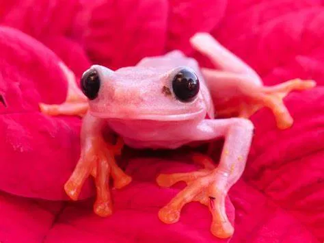Avatar of The new wise frog